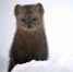 Pic_3ddca940af42028a61e0ab494950b909_thumb_main - Sibnovosti.ru