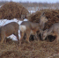 _______thumb_main - Sibnovosti.ru