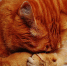 ____thumb_main - Sibnovosti.ru