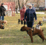 Dog_dosil_4 - Газета Ведомости
