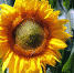 sun-flower-3540266_960_720.jpg - NSKNews.Info
