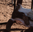 Увы, до сих пор не везде развита цивилизованная утилизация биологических отходов. Если вы обнаружили на вашем участке такое «стихийное захоронение», оно вне закона, вам следует сообщить об этом в органы местного самоуправления. Фото: www.pexels.com/@rachel-claire - Советская Сибирь