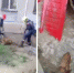 спасли собаку - InfoPro54.Ru