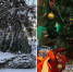 Роспотребнадзор: как правильно выбрать новогоднюю ёлку в Новосибирске - Gorsite.Ru