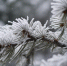 evergreen-branches-adorned-frosty-snowflakes-pattern-winter-generated-by-ai_188544-11150.jpg - Gorsite.Ru