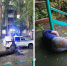 Дерево рухнуло на мужчину во время мощного урагана в Новосибирске - Gorsite.Ru