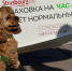 Собака-штурман прилетела на самолете-амфибии в Новосибирск - КП-Новосибирск