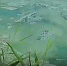 Новосибирцам рассказали, почему лучше не купаться в цветущей воде - 4S-Info.Ru