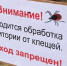 Клещи покусали около 8 000 жителей Алтайского края - 4S-Info.Ru