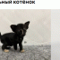 Котёнка ориентальной породы продают в Новосибирске за 70 тысяч рублей - Сиб.фм