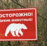 Новосибирцам запретили фотографировать медведей - КП-Новосибирск