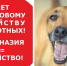 Новосибирские зоозащитники заявили митинг против эвтаназии бездомных собак - Сиб.фм