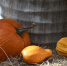 Новосибирцы принесли 25 тонн овощей для животных зоопарка - КП-Новосибирск