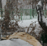 Жители новосибирского Академгородка пожаловались на упавшие из-за метели деревья - КП-Новосибирск