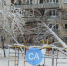 В Новосибирске в Академгородке береза рухнула на жилой дом - Сиб.фм