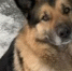 В Новосибирске пёс по кличке Спайк сбежал от хозяев на электричке - Gorsite.Ru