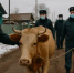В Новосибирской области массово уничтожают скот из-за подозрения на бешенство - Сиб.фм