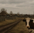 В Новосибирской области продлен запрет на вывоз сельхозпродукции из зон карантина - Сиб.фм