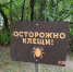 Новосибирцев клещи кусают чаще, чем жителей других регионов - Gorsite.Ru