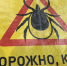 В Новосибирской области зафиксировали 82 укуса клещей с начала сезона - Gorsite.Ru